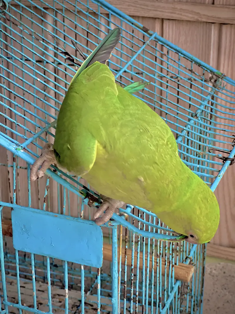 Green Ring Nack Male 4 to 5 Months age Hand Tame  WhatsApp 03456103456 — photo 4