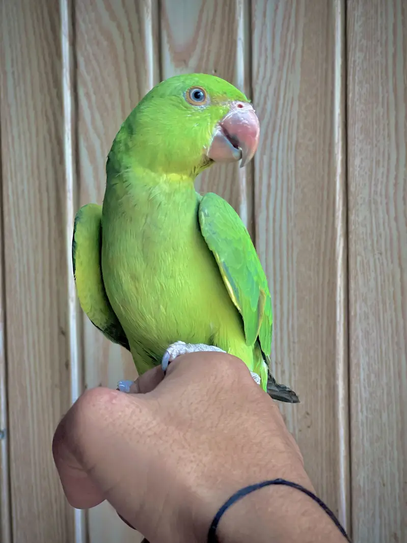 Green Ring Nack Male 4 to 5 Months age Hand Tame  WhatsApp 03456103456 — photo 5
