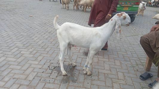 bakrai 2027 qurbani
