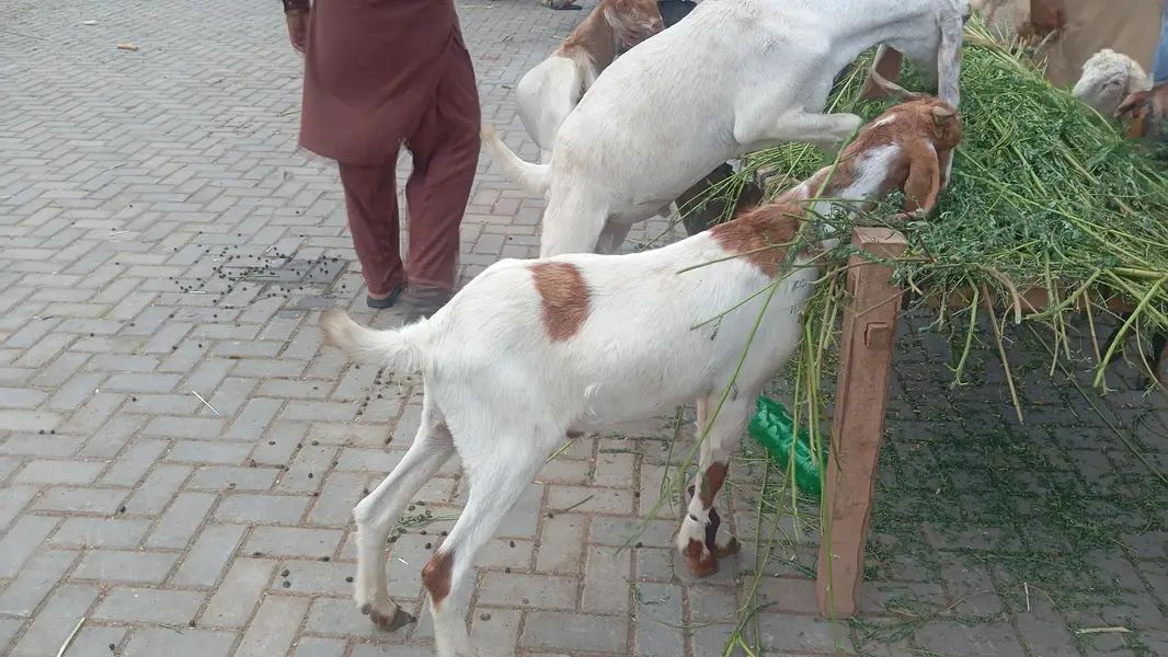 bakrai 2027 qurbani — photo 2