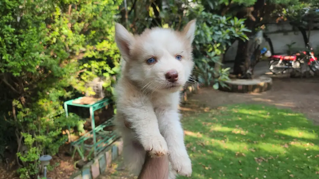 siberian husky puppy — photo 8