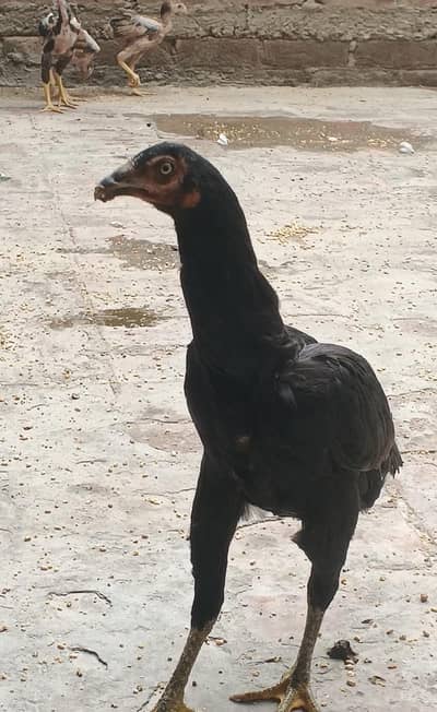 Age 5 month,  female, color black.