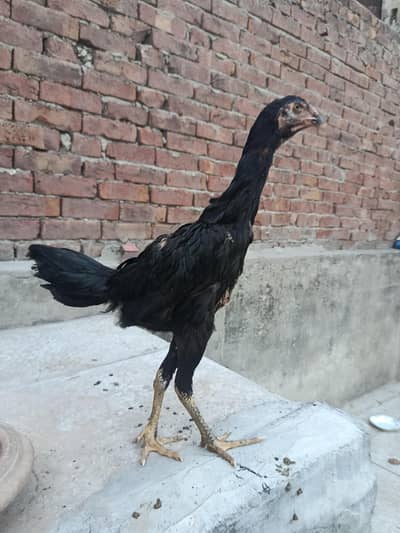 black o Shamo female