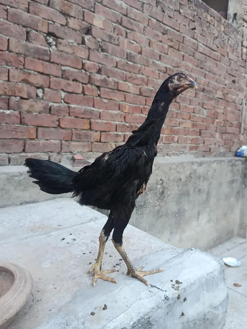 black o Shamo female — photo 2
