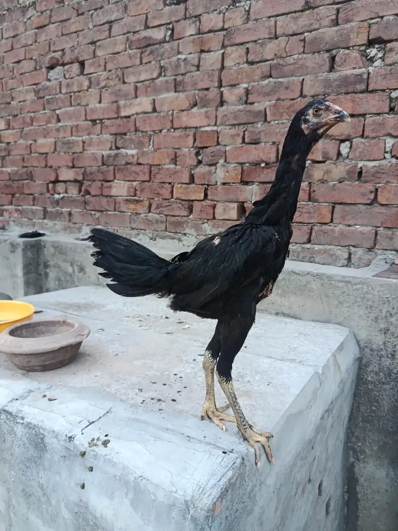 black o Shamo female — photo 3