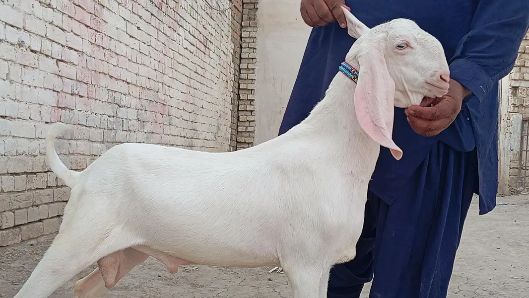 rajanpuri bakery — photo 2