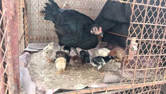 Aseel Hen with 11 Aseel Chicks