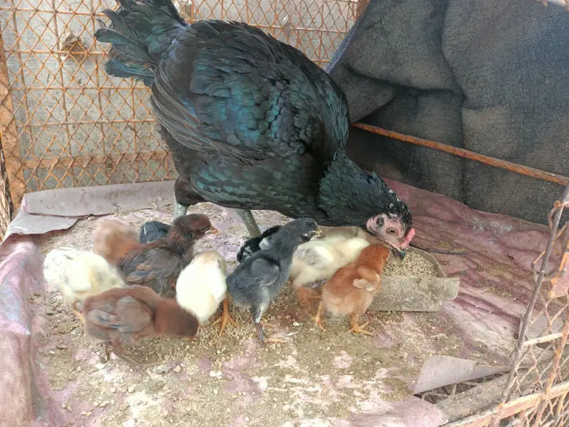Aseel Hen with 11 Aseel Chicks — photo 2