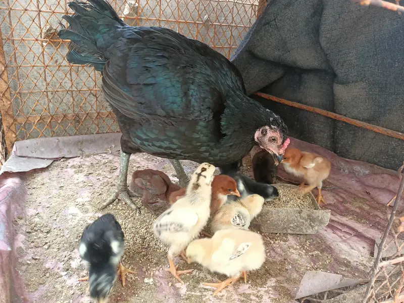 Aseel Hen with 11 Aseel Chicks — photo 3