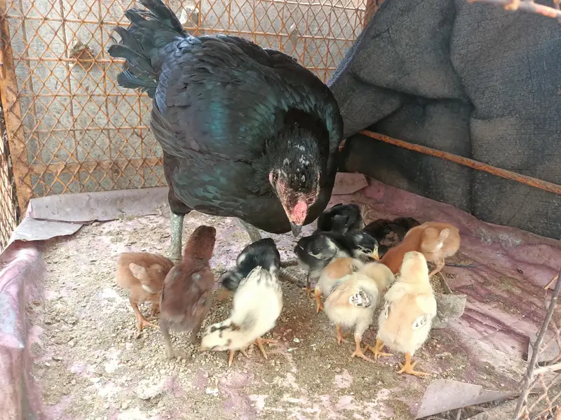Aseel Hen with 11 Aseel Chicks — photo 4