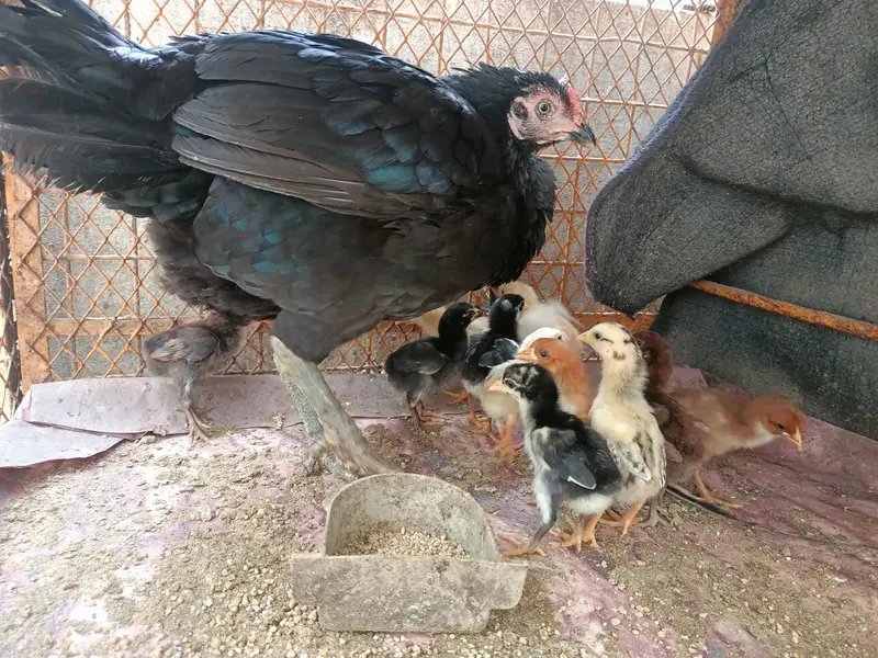 Aseel Hen with 11 Aseel Chicks — photo 5
