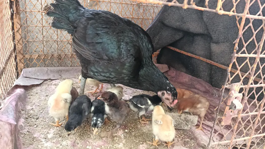 Aseel Hen with 11 Aseel Chicks — photo 6