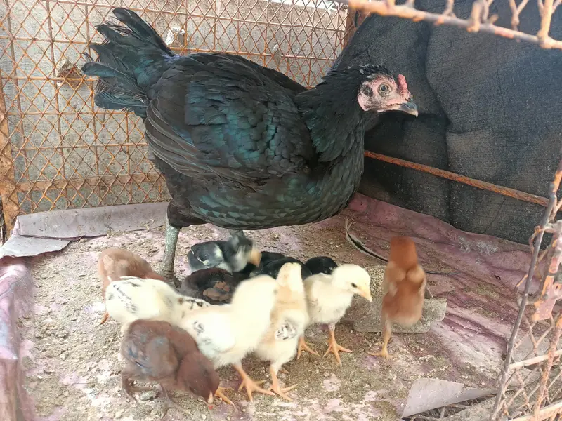 Aseel Hen with 11 Aseel Chicks — photo 7