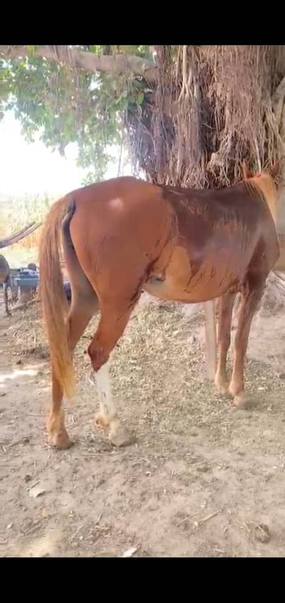 Kaki kumait 5 kalyan ghori urgent for sale