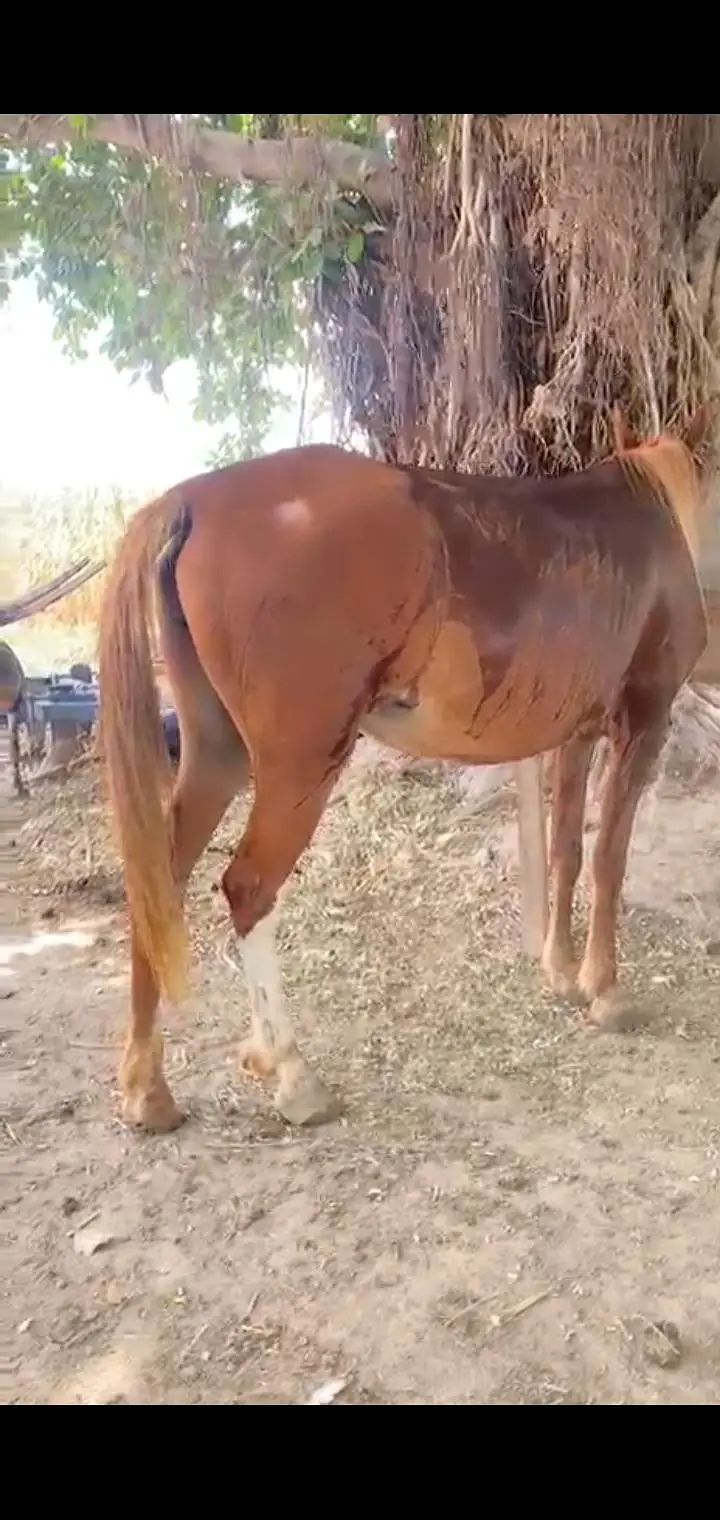 Kaki kumait 5 kalyan ghori urgent for sale