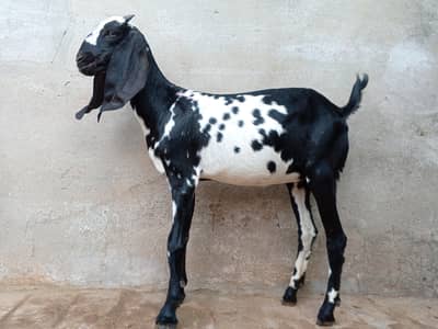 Healthy Goat Family for Sale – 2 Male, 1 Female & 2 Kids