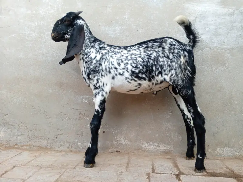 Healthy Goat Family for Sale – 2 Male, 1 Female & 2 Kids — photo 2
