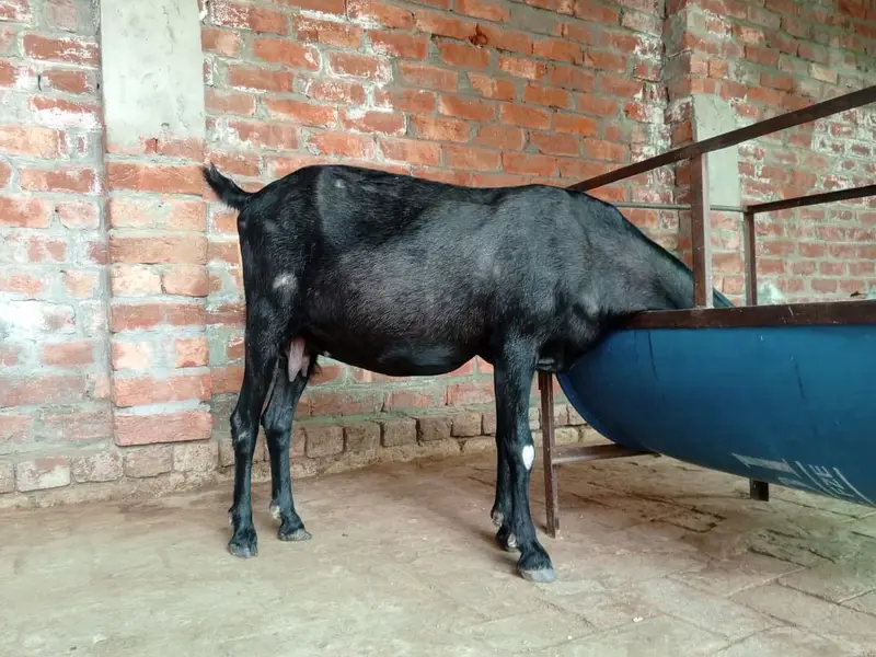 Healthy Goat Family for Sale – 2 Male, 1 Female & 2 Kids — photo 3