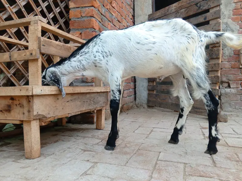 Healthy Goat Family for Sale – 2 Male, 1 Female & 2 Kids — photo 4