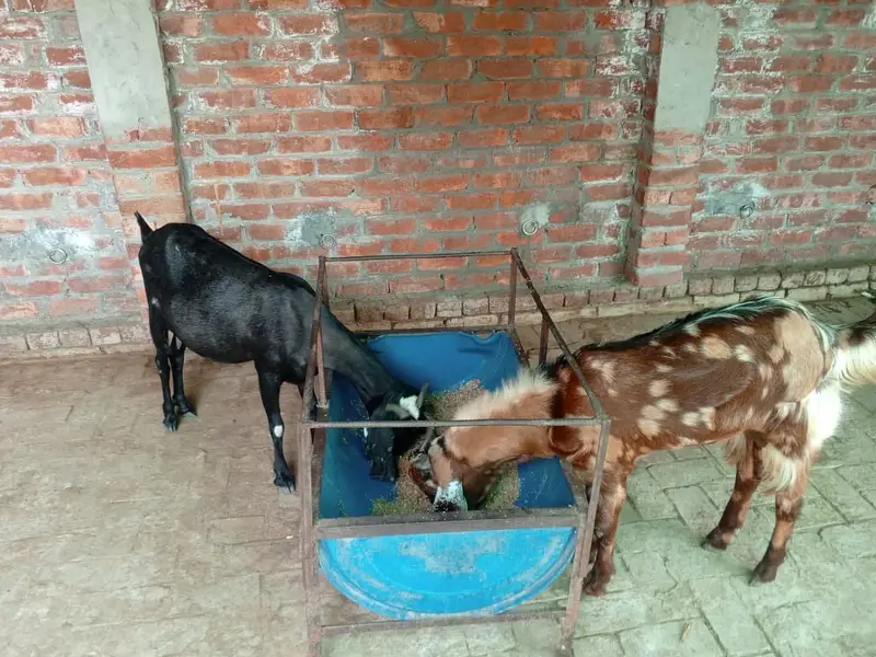 Healthy Goat Family for Sale – 2 Male, 1 Female & 2 Kids — photo 5