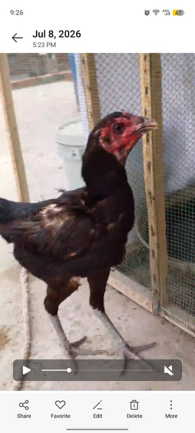 aseel thai murgi for sale