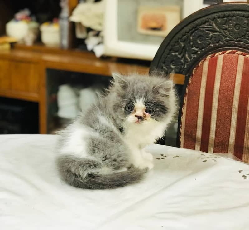 Persian kittens 0