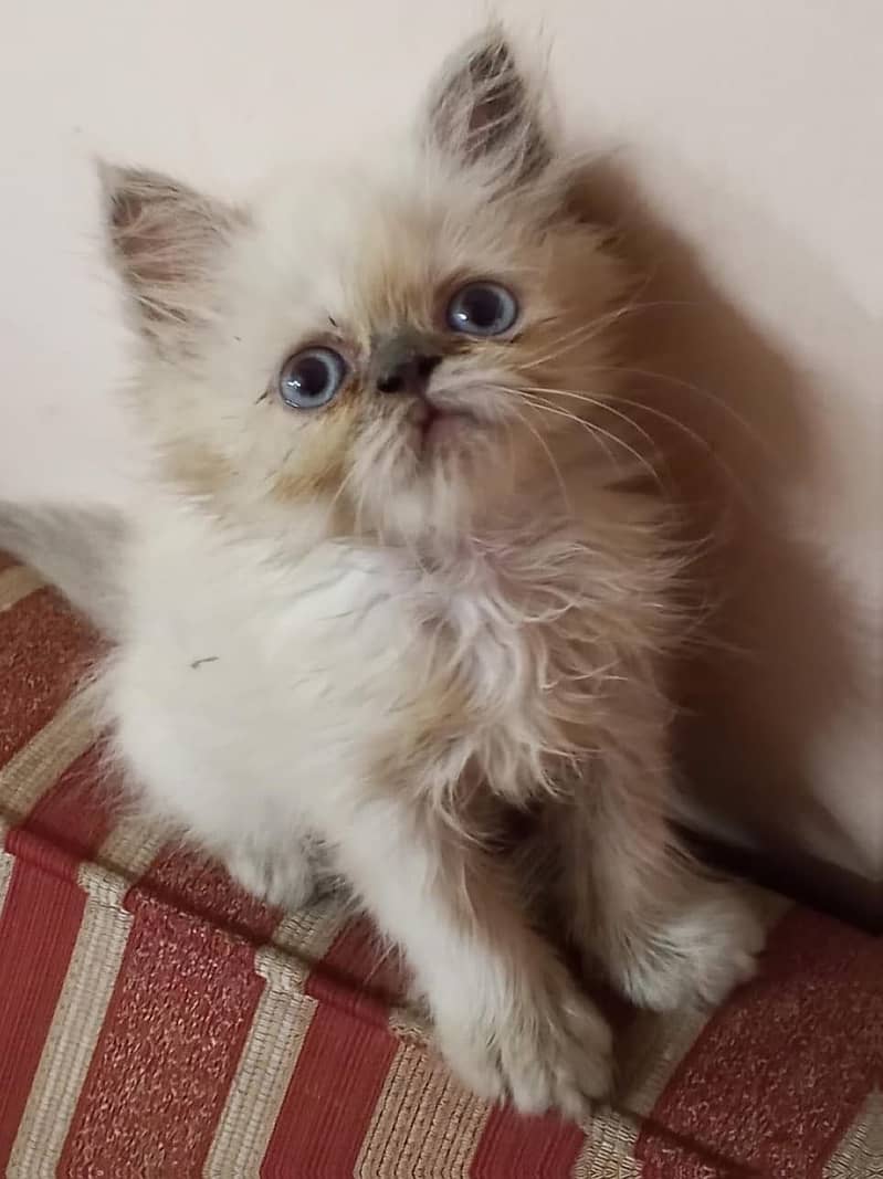 Persian kittens 1