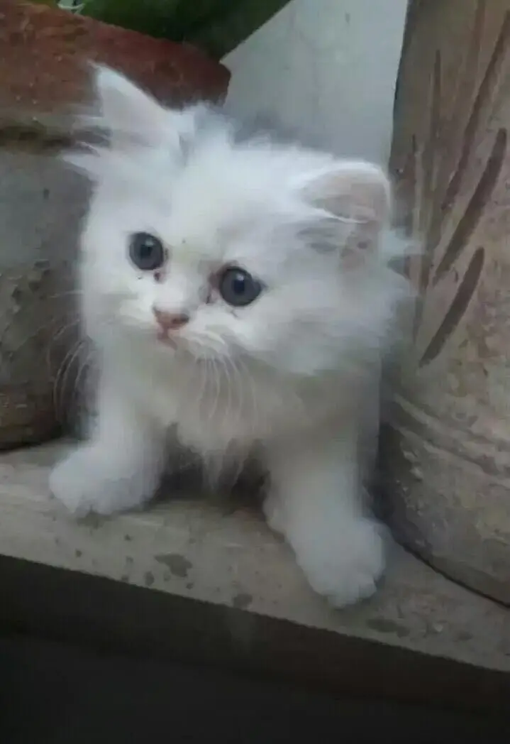 Persian kittens — photo 3