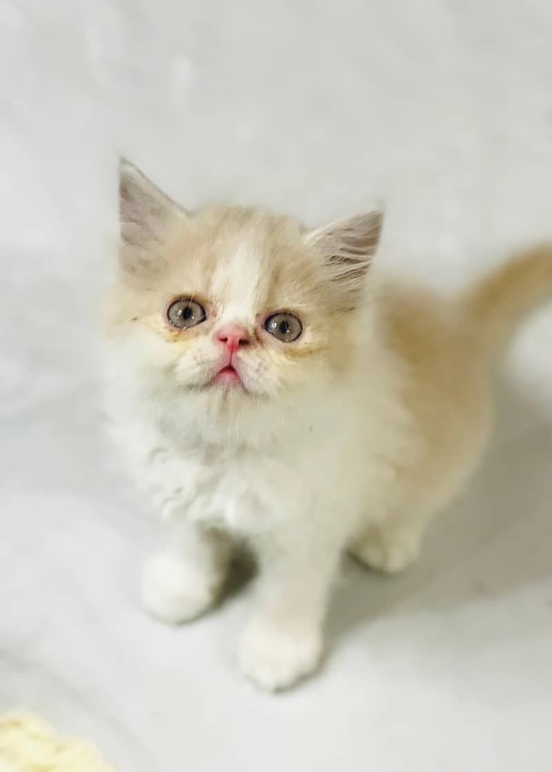 Persian kittens 5