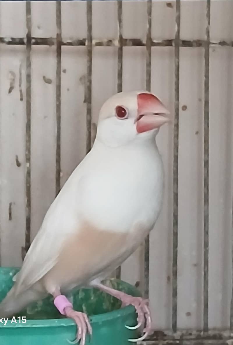 Pastel Fawn Java 0