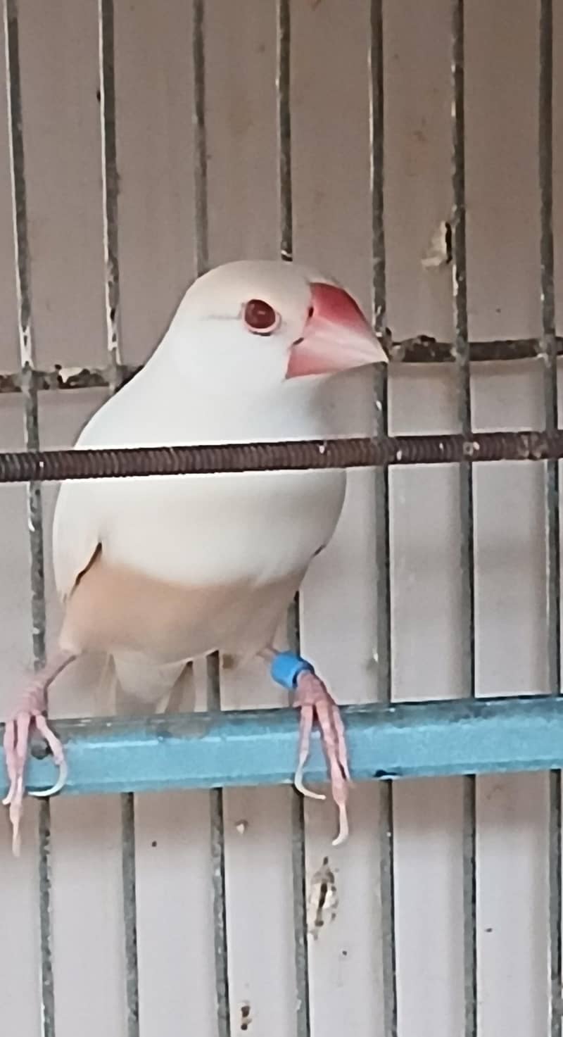 Pastel Fawn Java 1