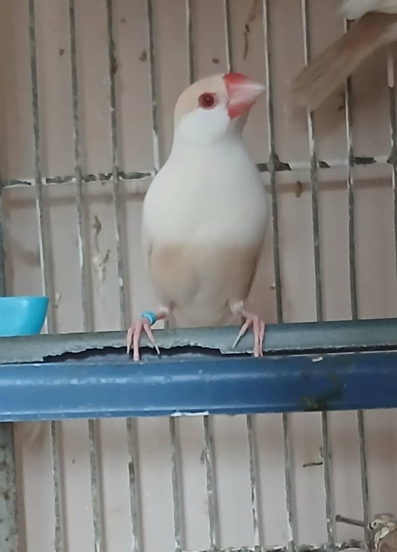 Pastel Fawn Java 7