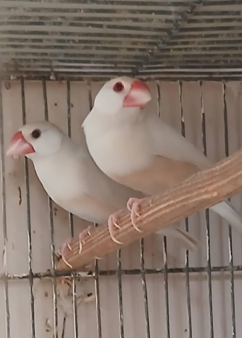 Pastel Fawn Java 10