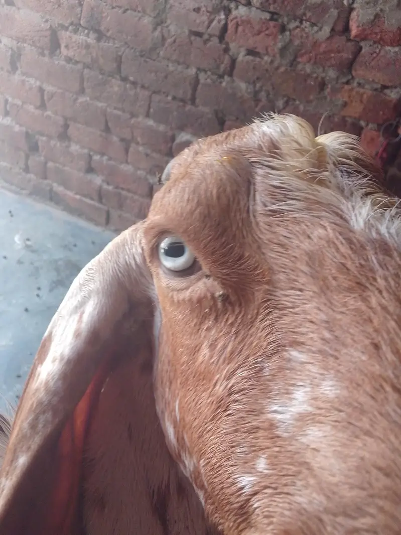 Bakra maki china — photo 2