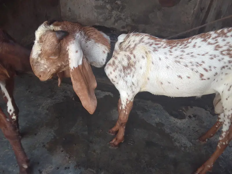 Bakra maki china — photo 3