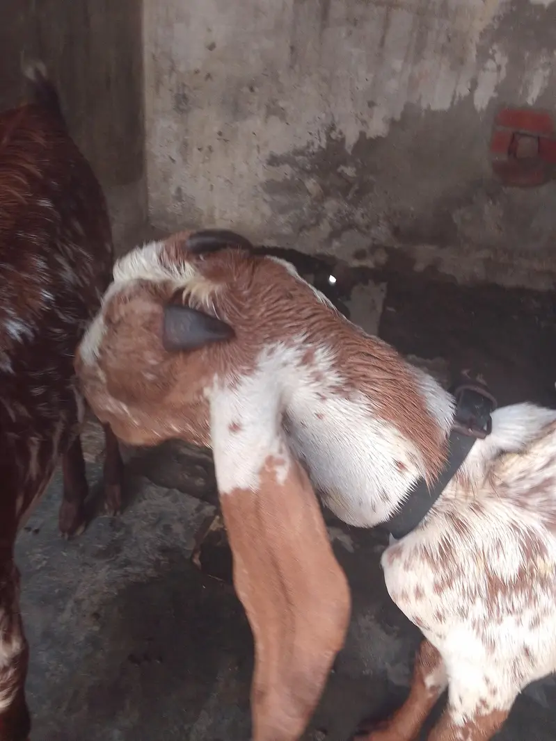 Bakra maki china — photo 4