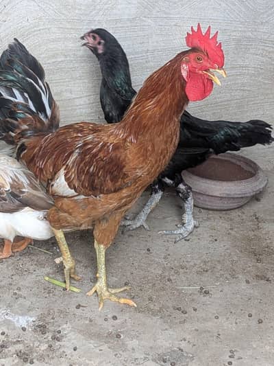 one male and female desi and one aseel female