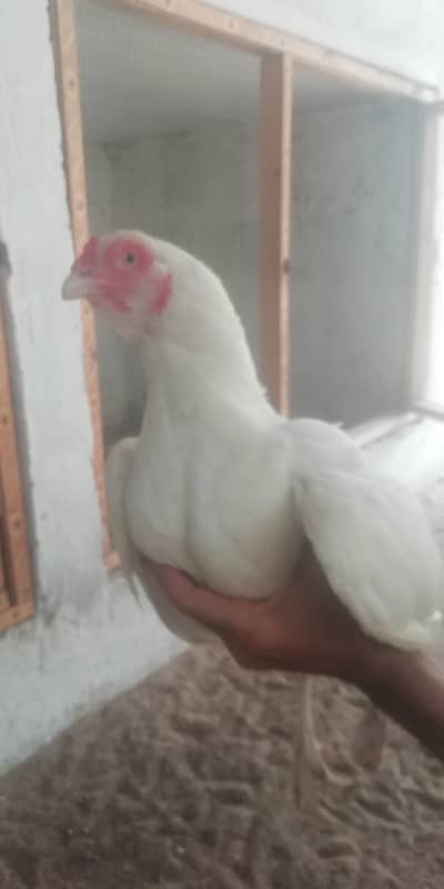 heera aseel murgi for sale