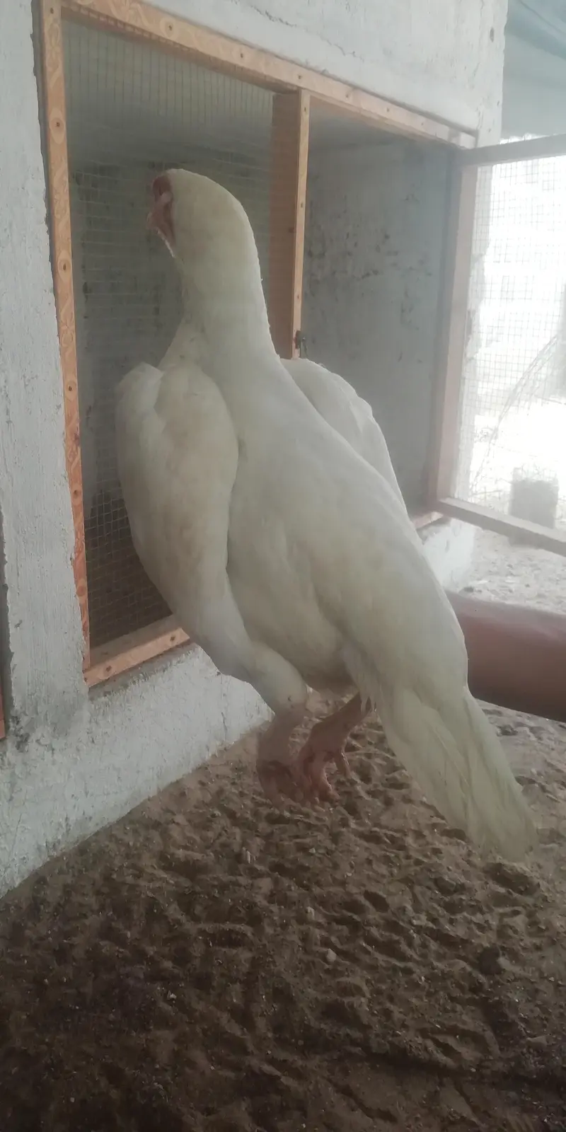heera aseel murgi for sale — photo 2