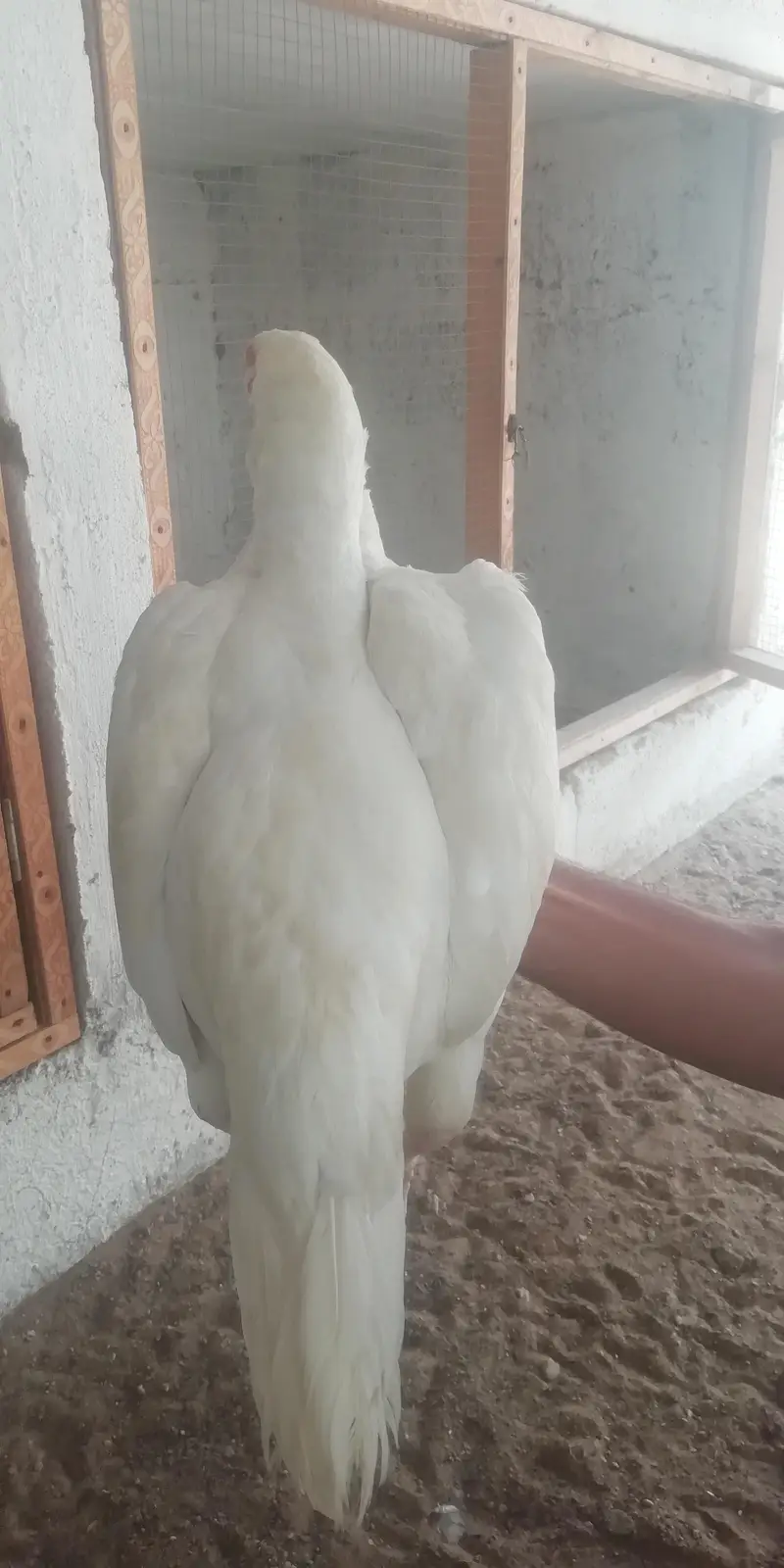 heera aseel murgi for sale — photo 3