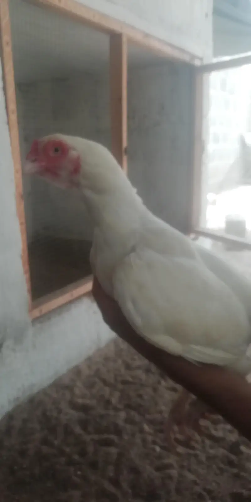 heera aseel murgi for sale — photo 4