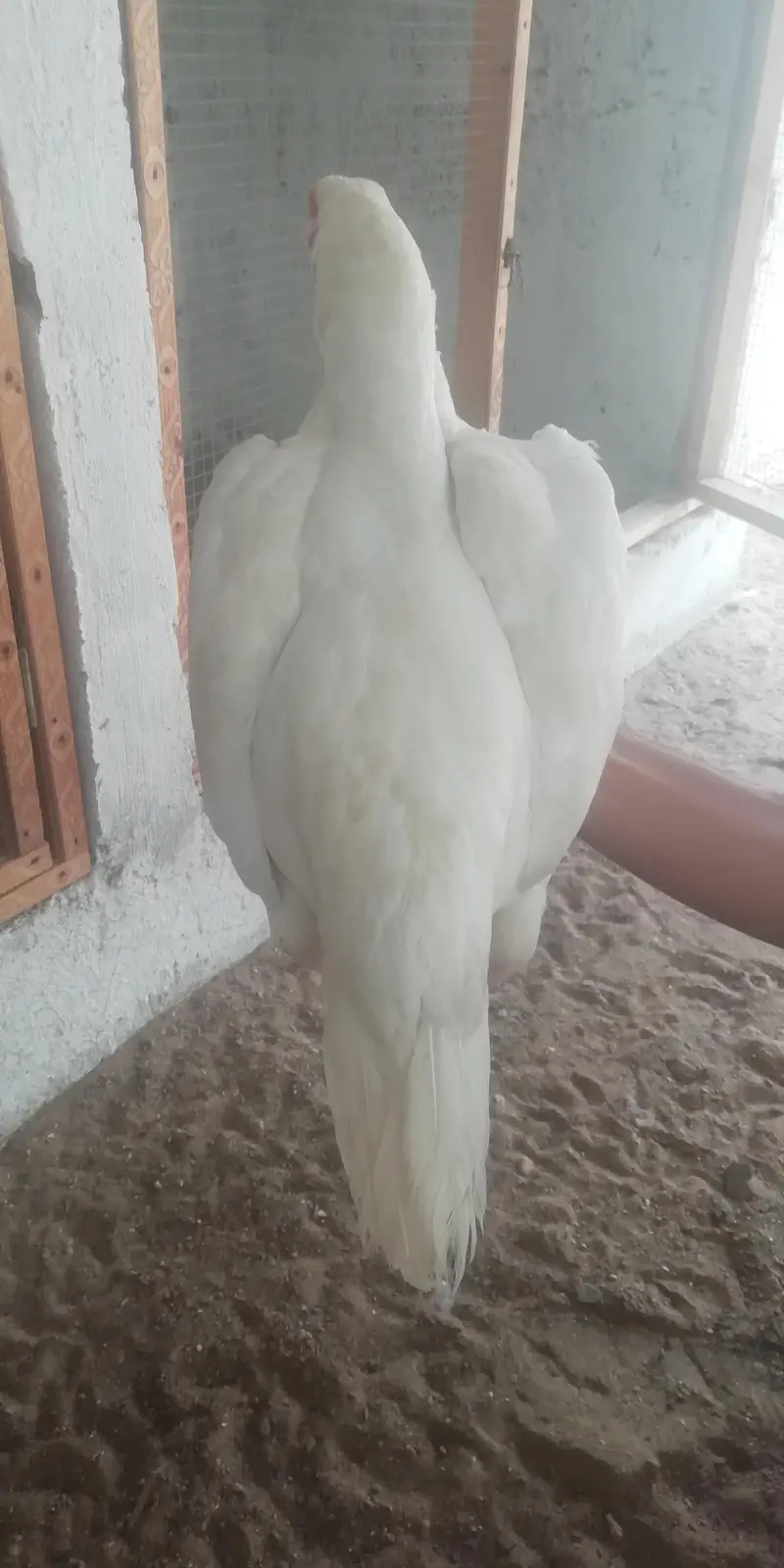 heera aseel murgi for sale — photo 7