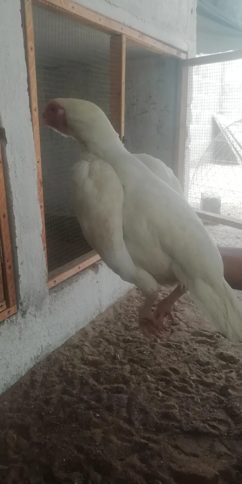 heera aseel murgi for sale — photo 8