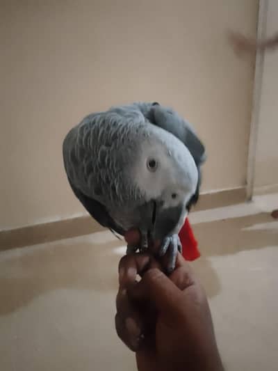 Beautiful parrot 