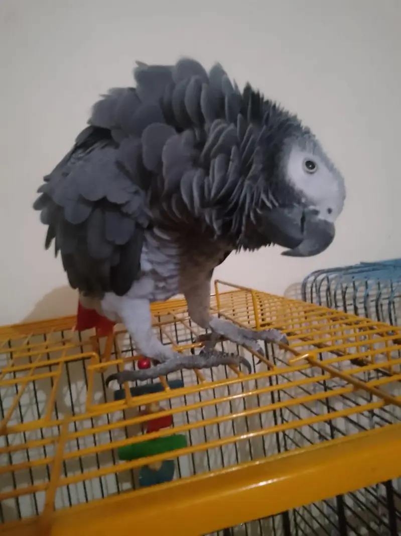 Beautiful parrot — photo 2
