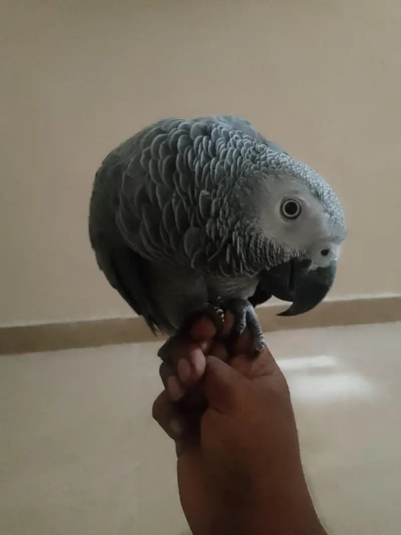 Beautiful parrot — photo 3