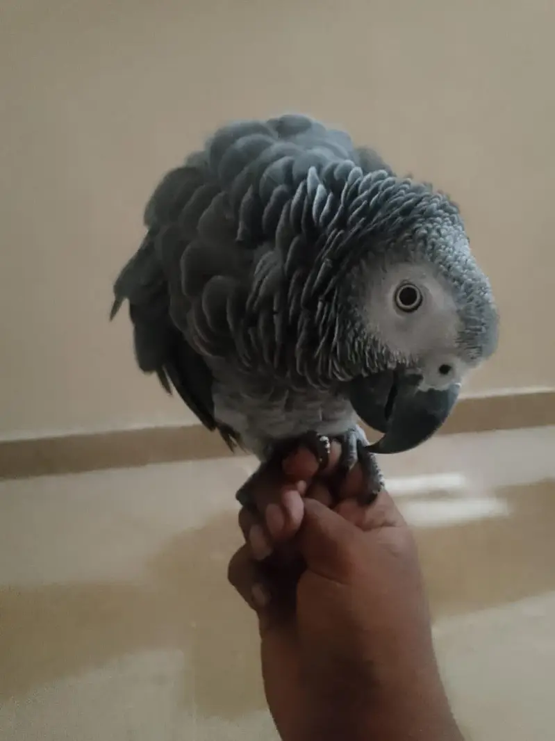 Beautiful parrot — photo 5
