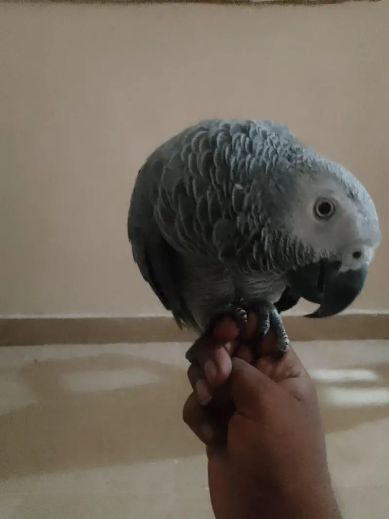 Beautiful parrot — photo 6