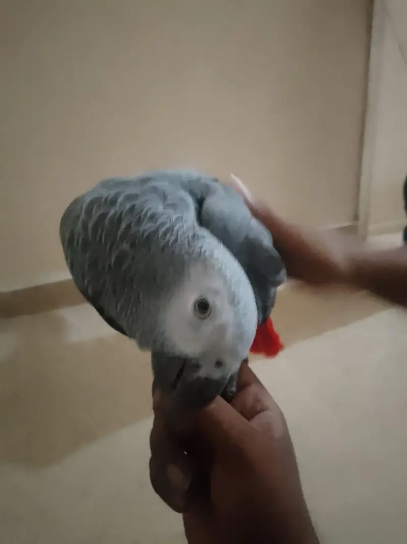 Beautiful parrot — photo 8
