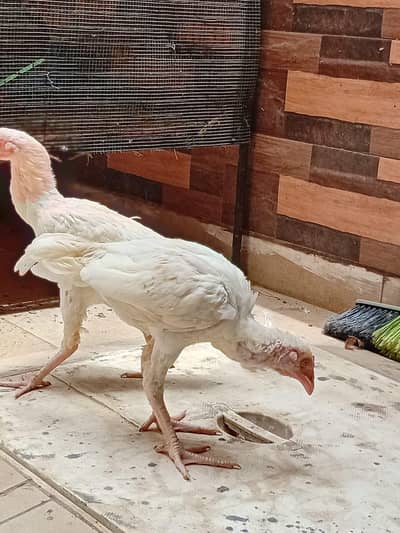 Murga aur anday dene wali Murgiya for sell